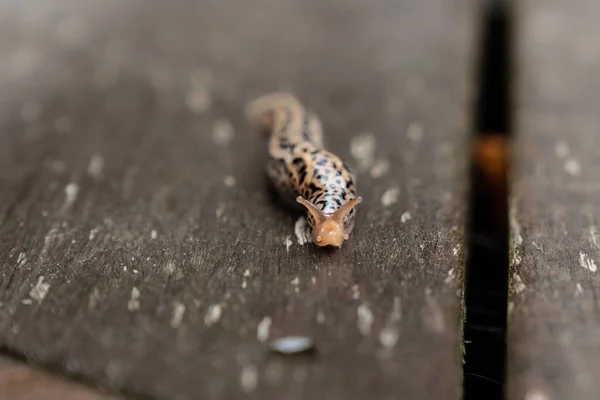 Closeup Shot Small Spotted Slug Slithering Wooden Surface — Stock Photo, Image