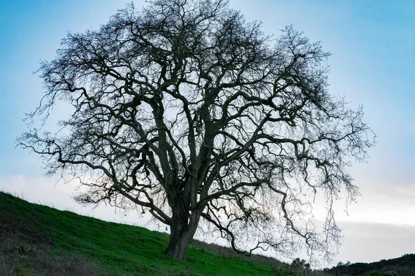 Ett Växande Träd Fält — Stockfoto