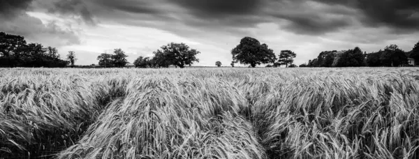 Панорамний Сірий Каскад Пшеничних Рослин Рухаються Вітрі Під Похмурими Хмарами — стокове фото