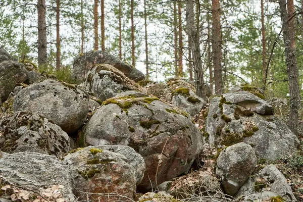 森林里的一块巨大的灰色的石头 — 图库照片