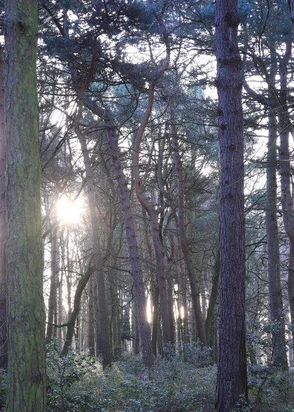 Uma Foto Vertical Árvores Parque Sutton Birmingham Reino Unido — Fotografia de Stock