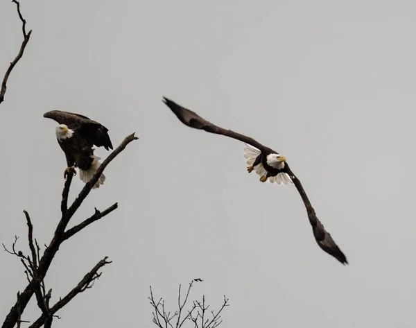 Duas Águias Carecas Com Empoleirado Galho Árvore Outro Voando — Fotografia de Stock
