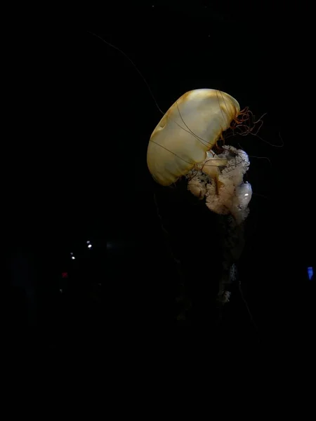 Вертикальный Снимок Подводной Медузы Движущейся Темноте — стоковое фото