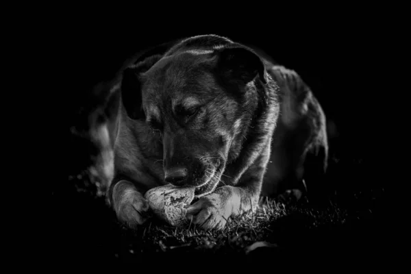 Μια Διαβαθμίσεις Του Γκρι Ενός Σκύλου Στο Γρασίδι — Φωτογραφία Αρχείου