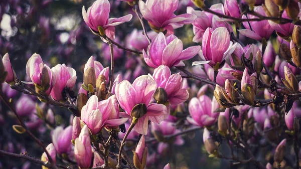 Kwiaty Magnolia Kwitnie Światło Cień Różowe Tło Uniwersytet Duke Wiosenne — Zdjęcie stockowe