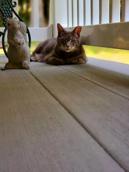 Eine Vertikale Aufnahme Einer Tabby Katze Die Auf Dem Boden — Stockfoto