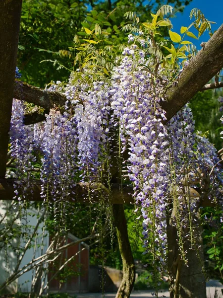 A closeup of the Wisteria plant and its flowers hanging down