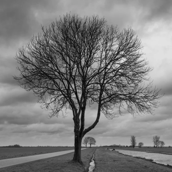 Scară Gri Ramuri Uscate Fără Frunze Ale Unui Copac Mijlocul — Fotografie, imagine de stoc