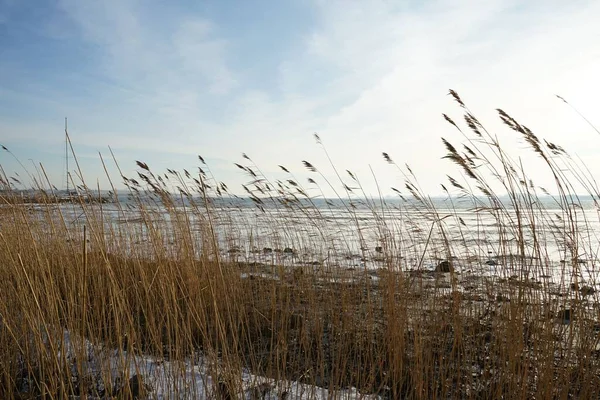 Plantas Junco Comuns Altas Balançando Vento Praia Inverno Dinamarca — Fotografia de Stock