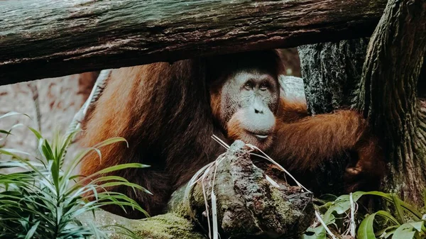 Close Sumatra Orangotango Sob Madeira — Fotografia de Stock