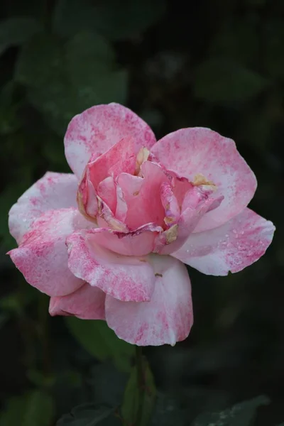 Ένα Κοντινό Πλάνο Ενός Ροζ Γιαπωνέζικου Λουλουδιού Καμέλιας Ένα Μαλακό — Φωτογραφία Αρχείου