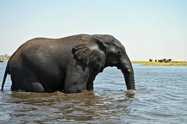 ボツワナのチョベ国立公園内にある1頭の象がチョベ川を渡ります — ストック写真