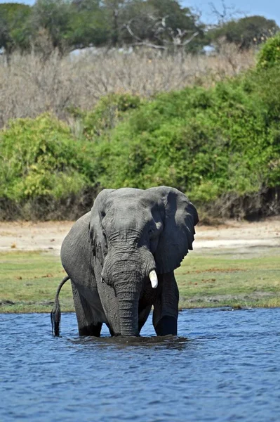 Egyetlen Elefánt Halad Chobe Folyón Chobe Nemzeti Részen Botswanában — Stock Fotó