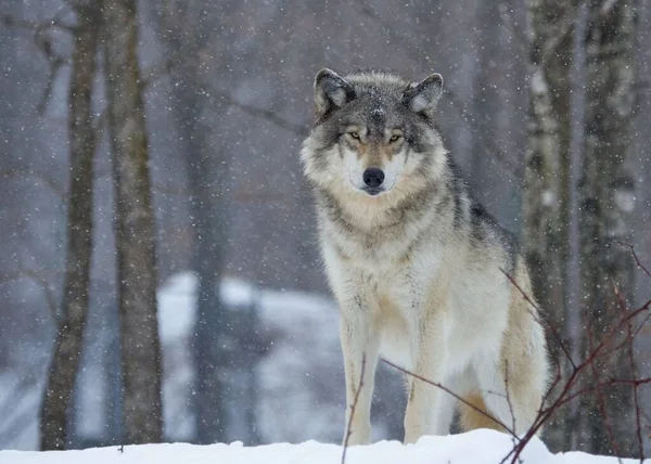 森の中を野生のオオカミがうろうろしている風景 — ストック写真