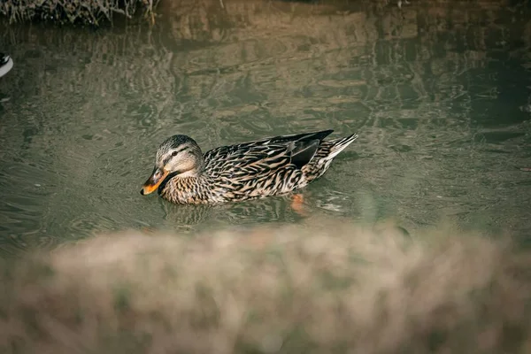一只野鸭在阳光下在湖中游泳的特写镜头 — 图库照片
