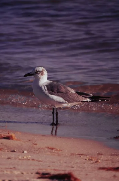 Eine Vertikale Aufnahme Eines Möwenvogels Der Strand Hockt — Stockfoto
