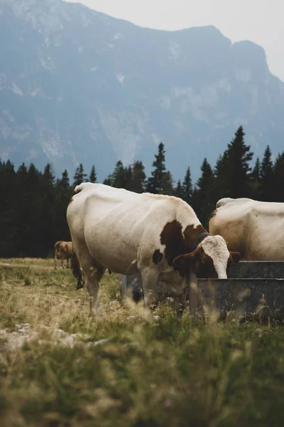 Κάθετη Λήψη Μπεζ Αγελάδας Που Βόσκει Αγρόκτημα Κατά Διάρκεια Της — Φωτογραφία Αρχείου