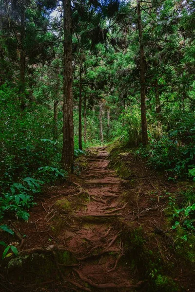 Priveliște Frumoasă Unei Păduri Minunate Tufișuri Groase Copaci Verzi Luxurianți — Fotografie, imagine de stoc