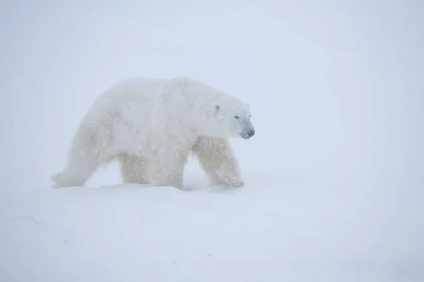 カナダ ワプスク国立公園の吹雪の中のホッキョクグマ — ストック写真