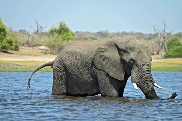Один Слон Пересекает Реку Чобе Национальной Части Чобе Ботсване — стоковое фото