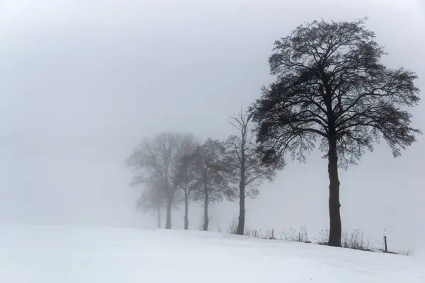 Δέντρα Στη Χειμερινή Ομίχλη — Φωτογραφία Αρχείου