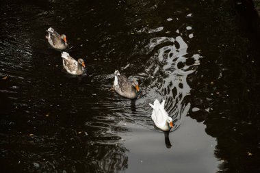 Gölde yüzen dört ördeğin yüksek açılı görüntüsü.