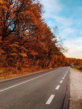 Sonbaharda orman boyunca asfalt bir yolun dikey görüntüsü.