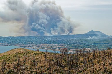 İspanya 'nın Alicante kentinde deniz kıyısında orman yangını