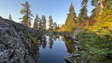 Vancouver, Kanada 'daki güzel bir ormanın alçak açılı görüntüsü.