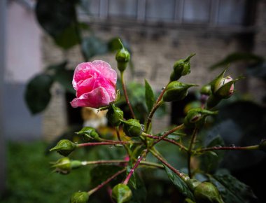 Pembe gül çiçeklerinin ve tomurcukların seçici odak noktası.