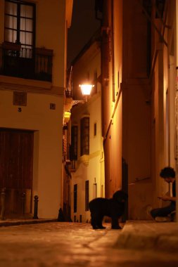 Güneş loş ışıkta doğmadan önce İspanya, Seville sokaklarında sahibi olan bir köpeğin dikey görüntüsü.
