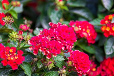 Chesterfield County, Güney Carolina 'daki Cheraw State Park' taki yeşil bir çalıda yetişen pembe Batı Hint Lantana 'sının seçici odak noktası.
