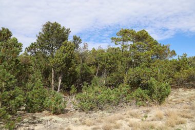 Bulutlu mavi gökyüzünün altındaki yeşil ağaçlarla dolu bir ülke.