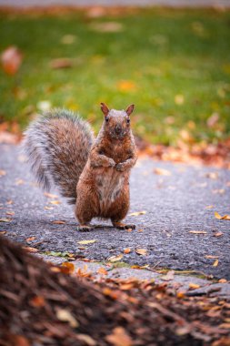 Güneşli bir sonbahar gününde bulanık arka planda, parkta sevimli bir sincabın dikey çekimi.
