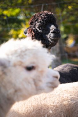Güneşli arka plandaki bir çiftlikte şirin Alpacas 'ın (Vicugna pacos) yakın plan çekimi