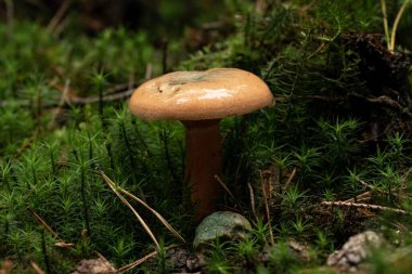 Ormanda yetişen bulanık arka planda yetişen bir mantarın yakın plan çekimi.