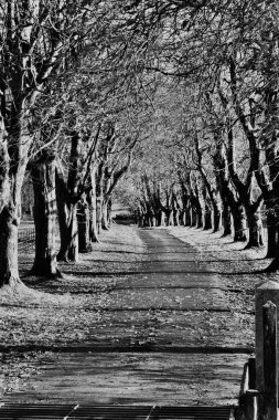 Dar bir kırsal yolun gri pulu. Düşmüş yaprakları olan uzun ağaçların yanında.