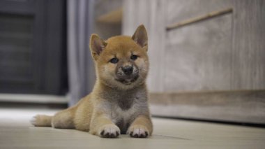 Odada güzel bir pofuduk Shiba inu yavrusu var.