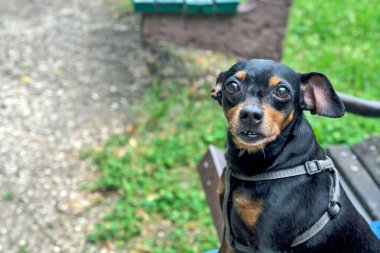 Hoş, itaatkar, minyatür bir Pinscher köpeği parkta oturmuş kameraya bakıyor.