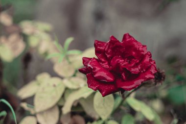 Koyu bahçedeki kırmızı Floribunda çiçeğinin seçici odak noktası. Güzel bir çiçek kağıdı.