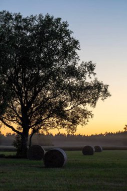 Bir saman tarlalarının dikey görüntüsü ve altın bir günbatımında tek bir ağacın silueti.