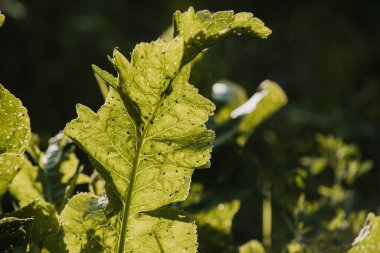 Güneşin altındaki bir tarlada yetişen yeşil yaprakların yakın plan görüntüsü bulanık.
