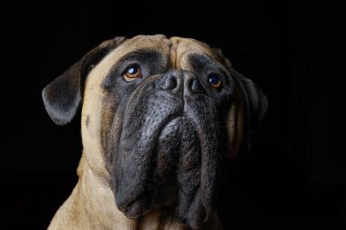 Karanlık arka planda güzel bir Bullmastiff manzarası.