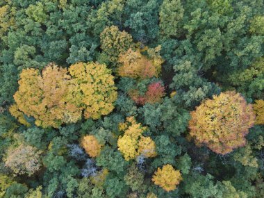 Renkli ağaçlarla dolu sonbahar yoğunluğunda bir ormanlık alanın üst görüntüsü