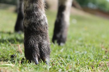 Güneşli bir arazide yeşil çimlerde yürüyen bir keçinin toynaklarına yakın çekim.