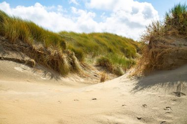 Güneşli bir günde kumlu bir plajın manzaralı bir görüntüsü.