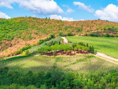 Güneşli bir günde kırsal bir arazinin güzel manzarası.