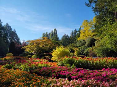 Güneşli bir yaz bahçesinde, sık çalılar ve ağaçlarla çevrili renkli çiçeklerin muhteşem manzarası.