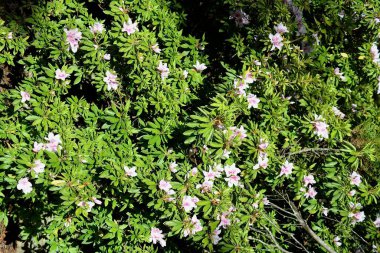 Ilık bir bahar öğleden sonrasında bahçede pembe açelya çiçek açar.