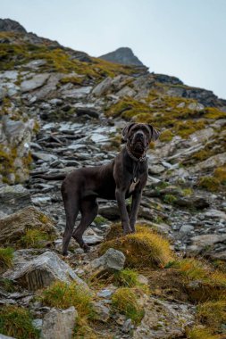 Gündüz vakti dağlarda bir Cane Corso köpeği